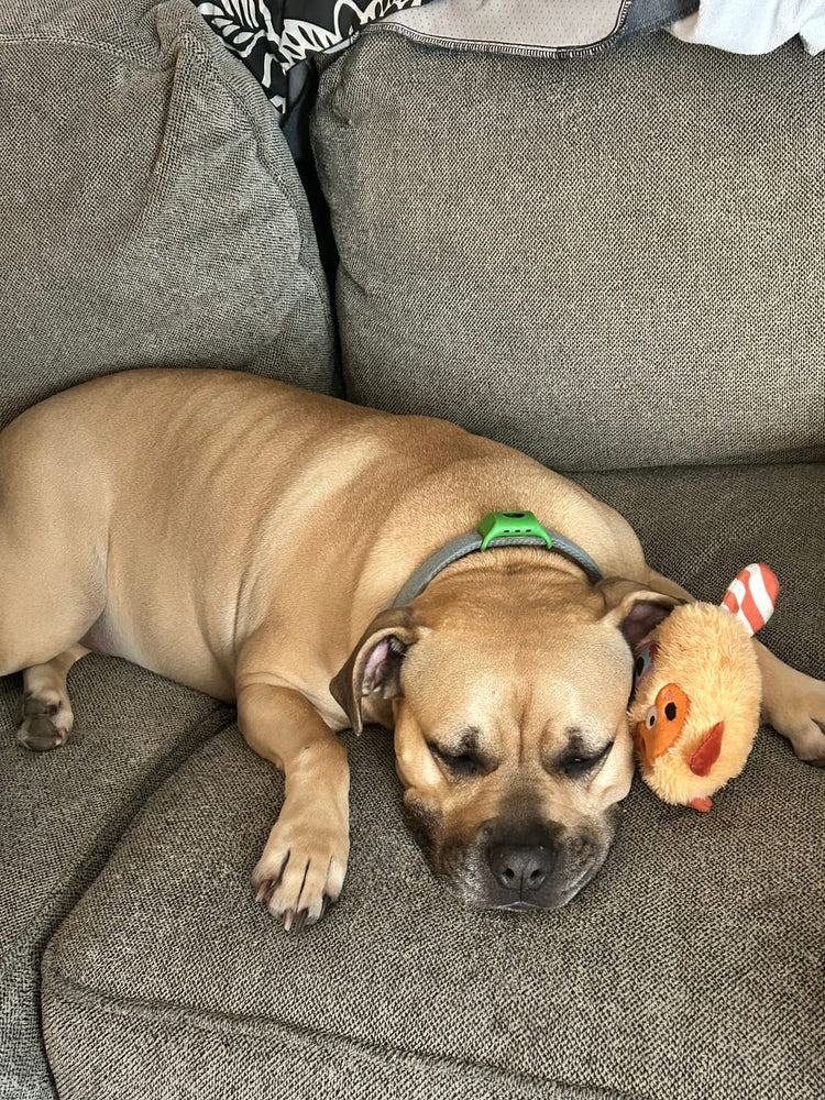 Christine & Nala mit Treufell®